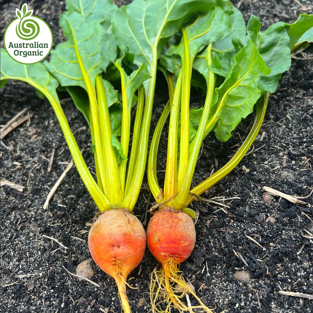Certified Organic Beetroot - Bunch Gold
