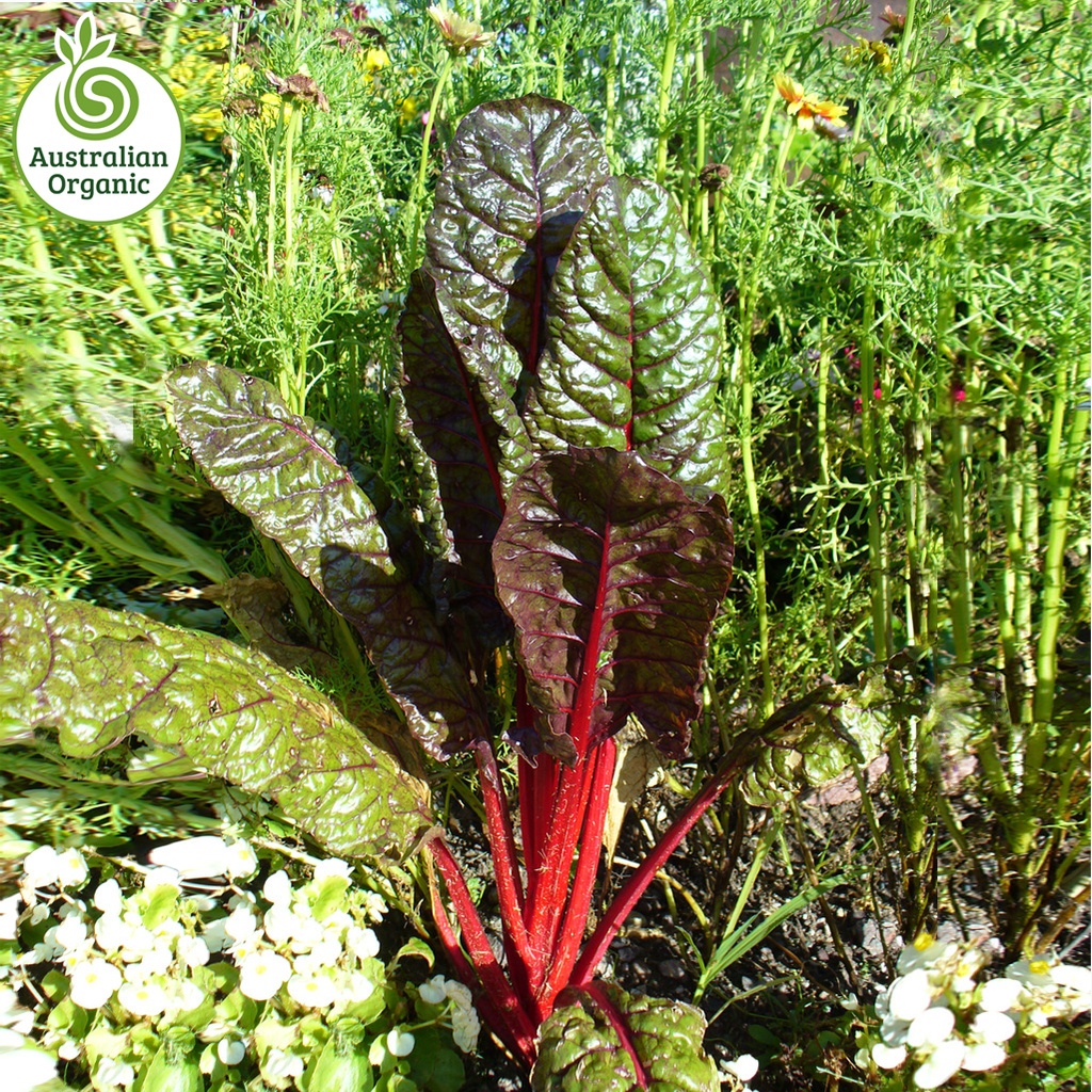 Certified Organic Silverbeet - Swiss Chard