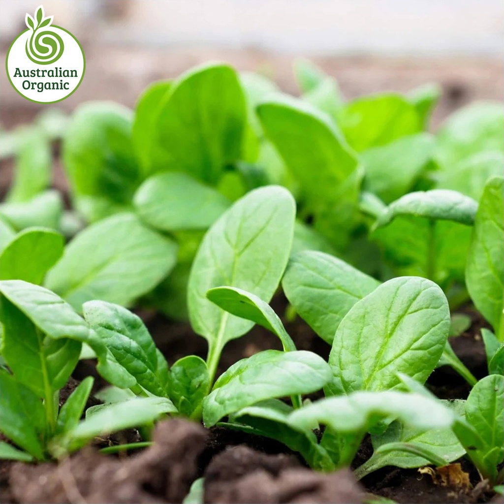 Certified Organic Salad - Spinach Leaves Baby (120g Punnet)