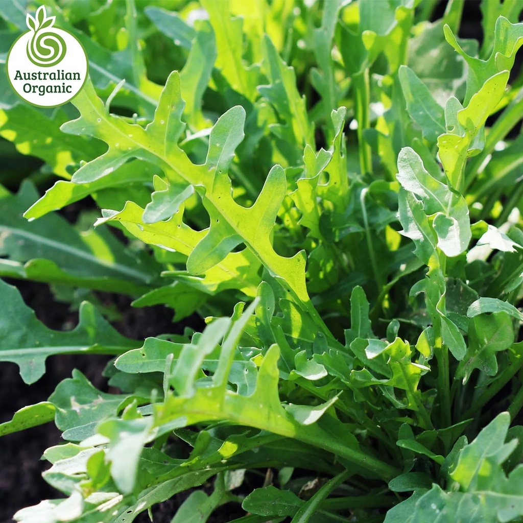 Certified Organic Salad - Rocket Leaves (120g Punnet)