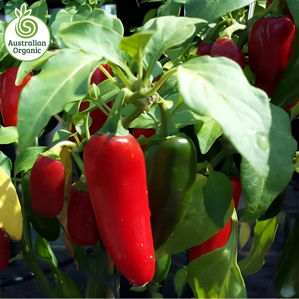 Certified Organic Chillies - Jalapeno Green/Red 100g