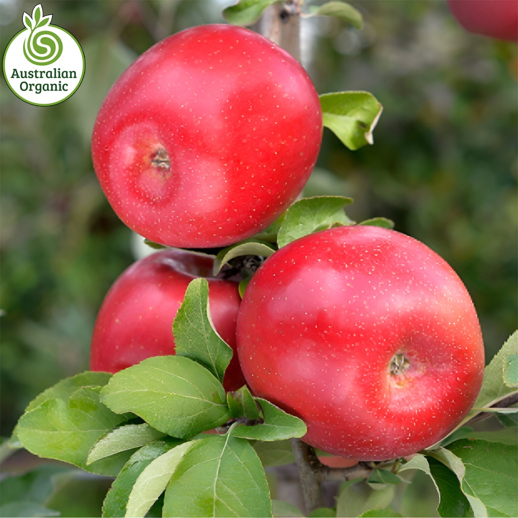 Certified Organic Apples - Red Fuji