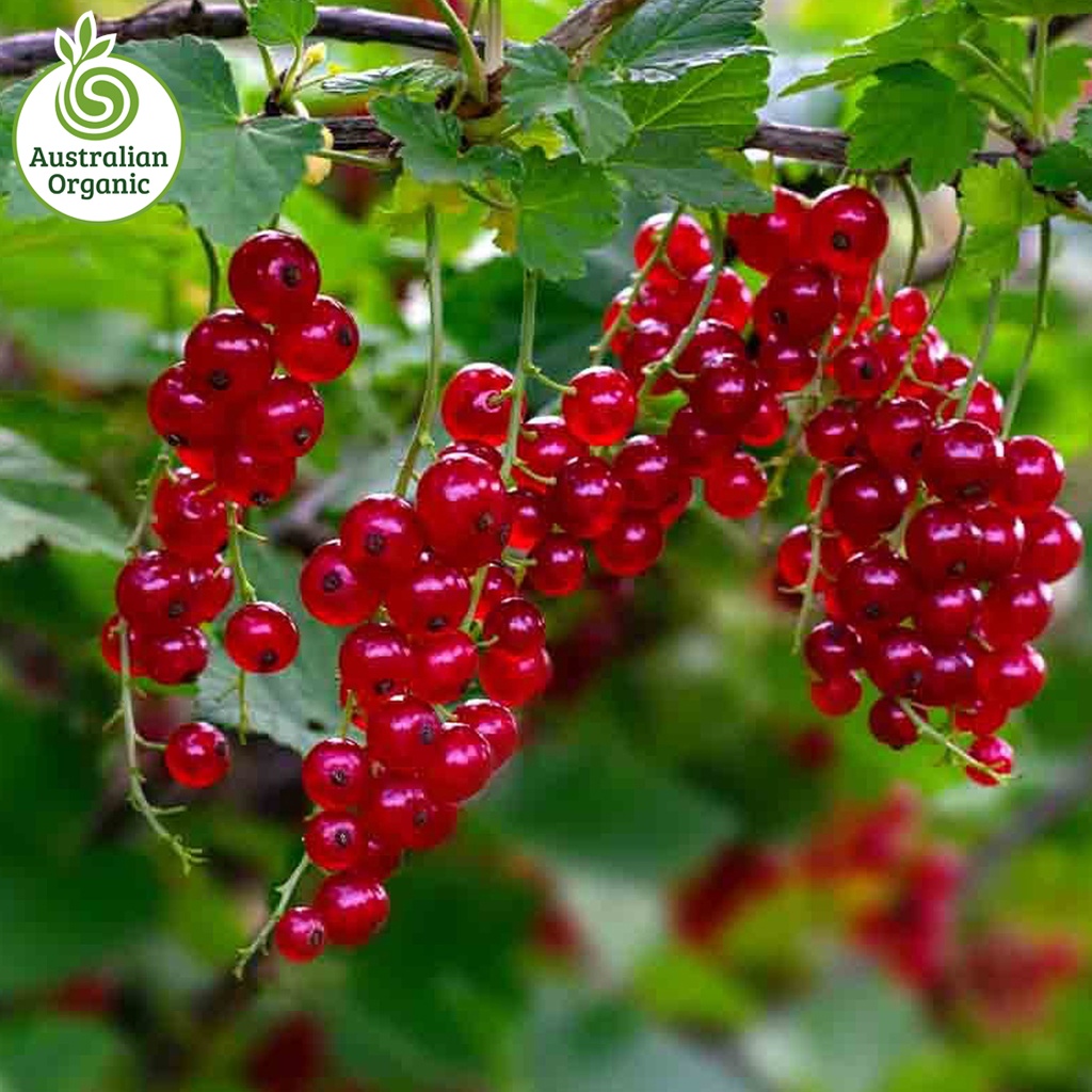 認證有機漿果-醋慄紅