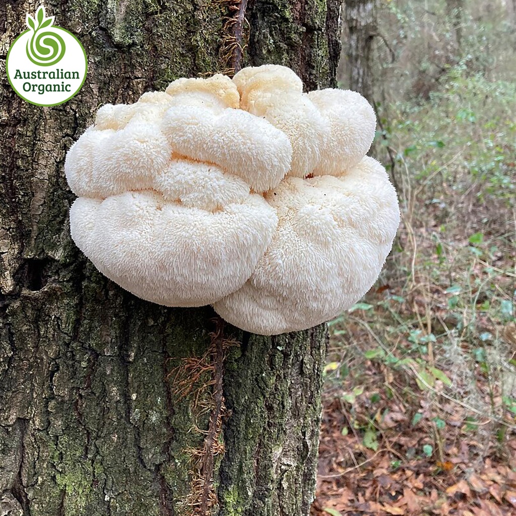 Certified Organic Mushrooms - Lion's Mane 1kg