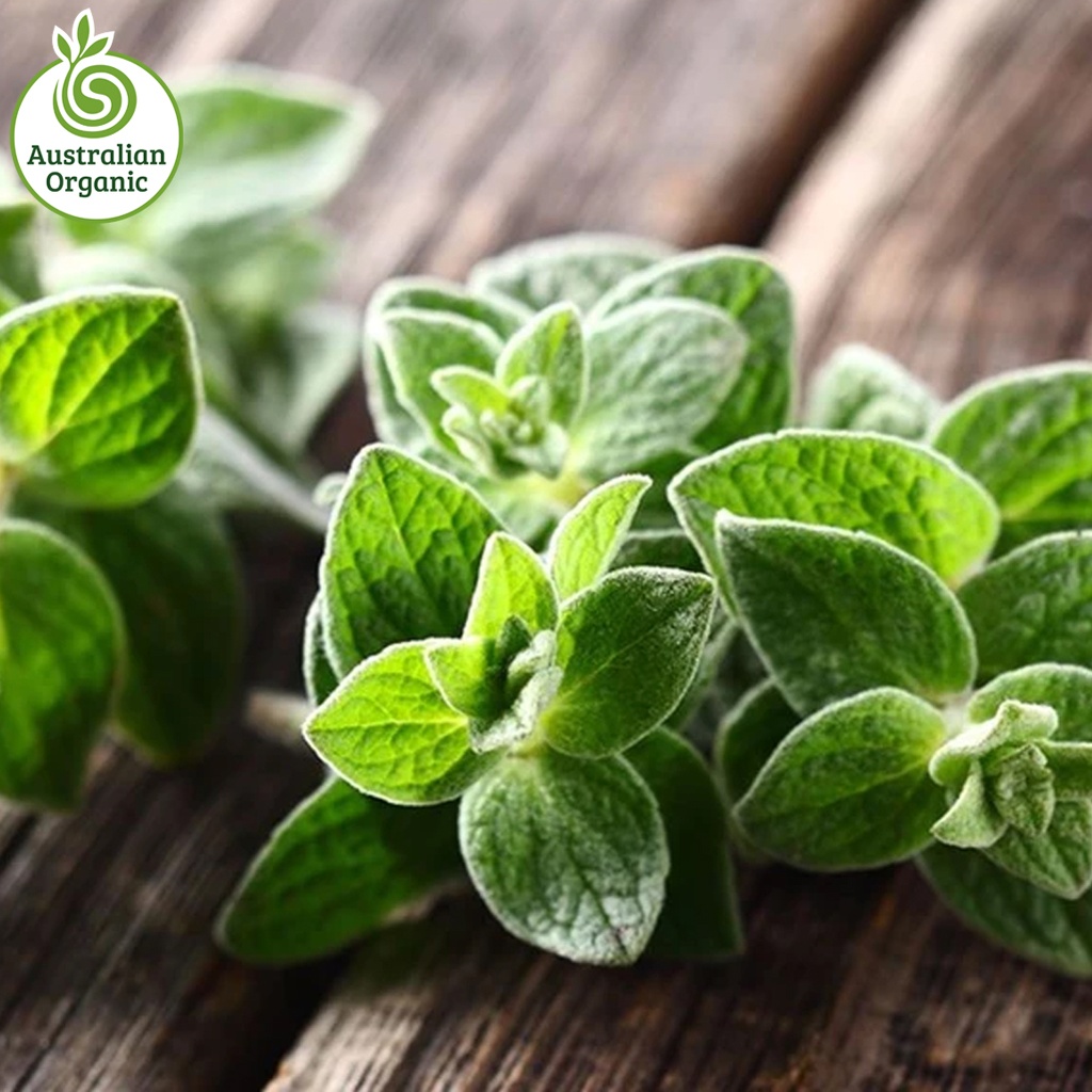 Certified Organic Herbs - Oregano