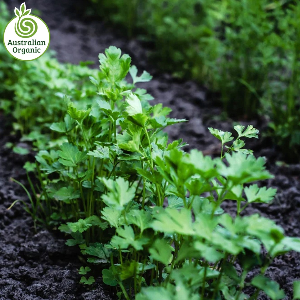 Certified Organic Herbs - Italian Flat Leaf Parsley Bunch