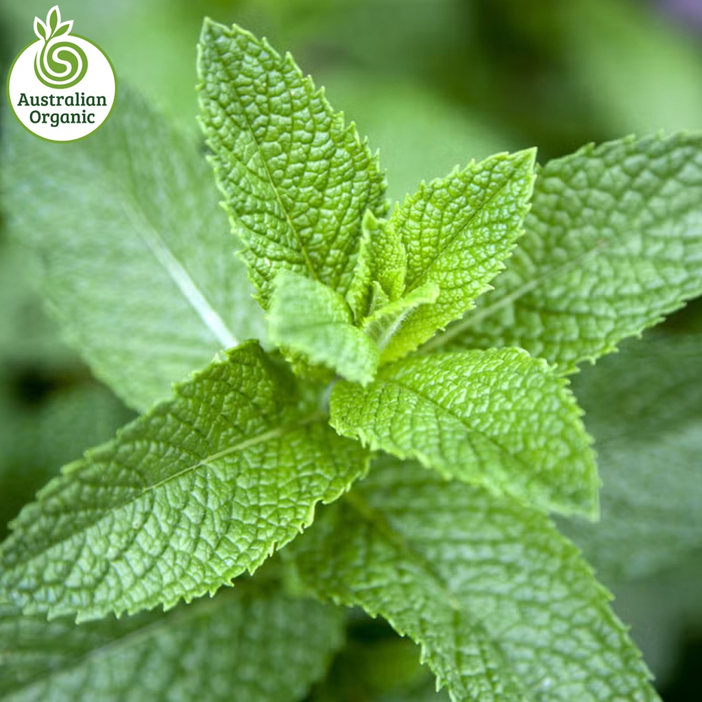 Certified Organic Herbs - Mint Bunch