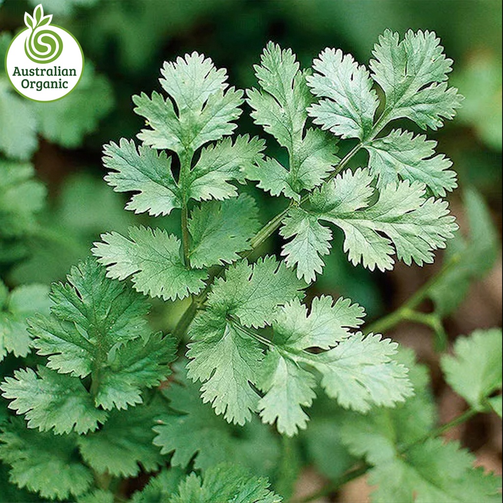 Certified Organic Herbs - Coriander Bunch