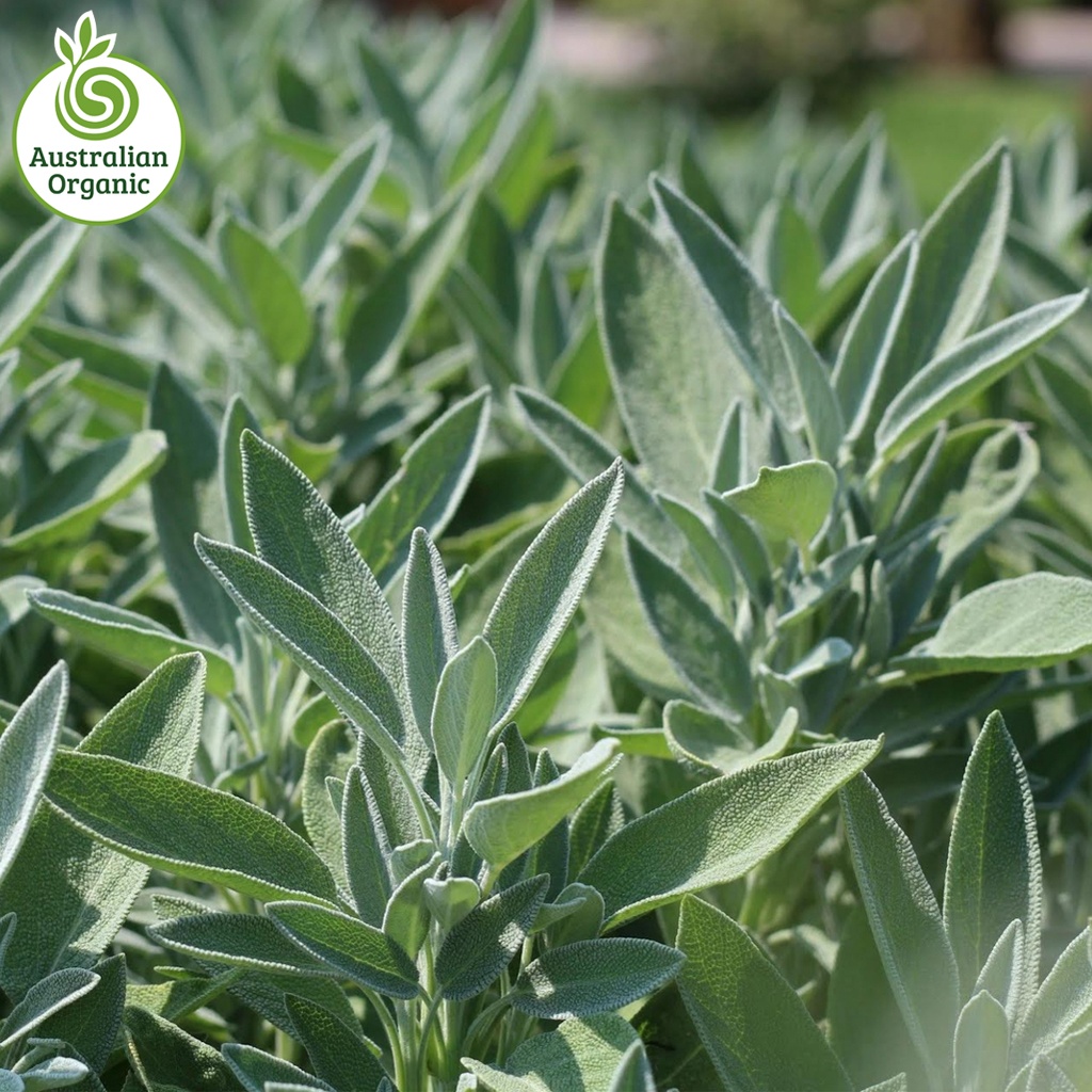 Certified Organic Herbs - Sage Bunch