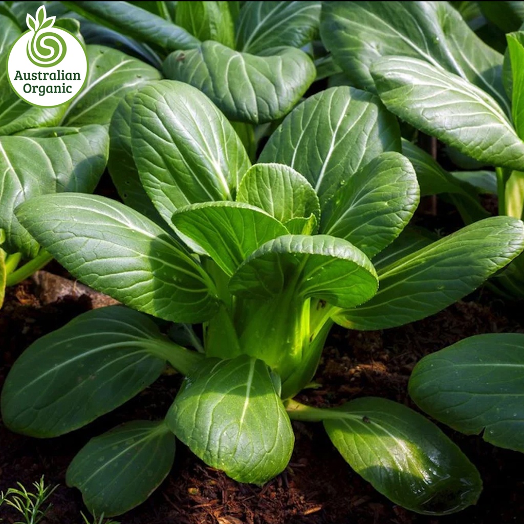 Certified Organic Asian Greens - Pak Choy