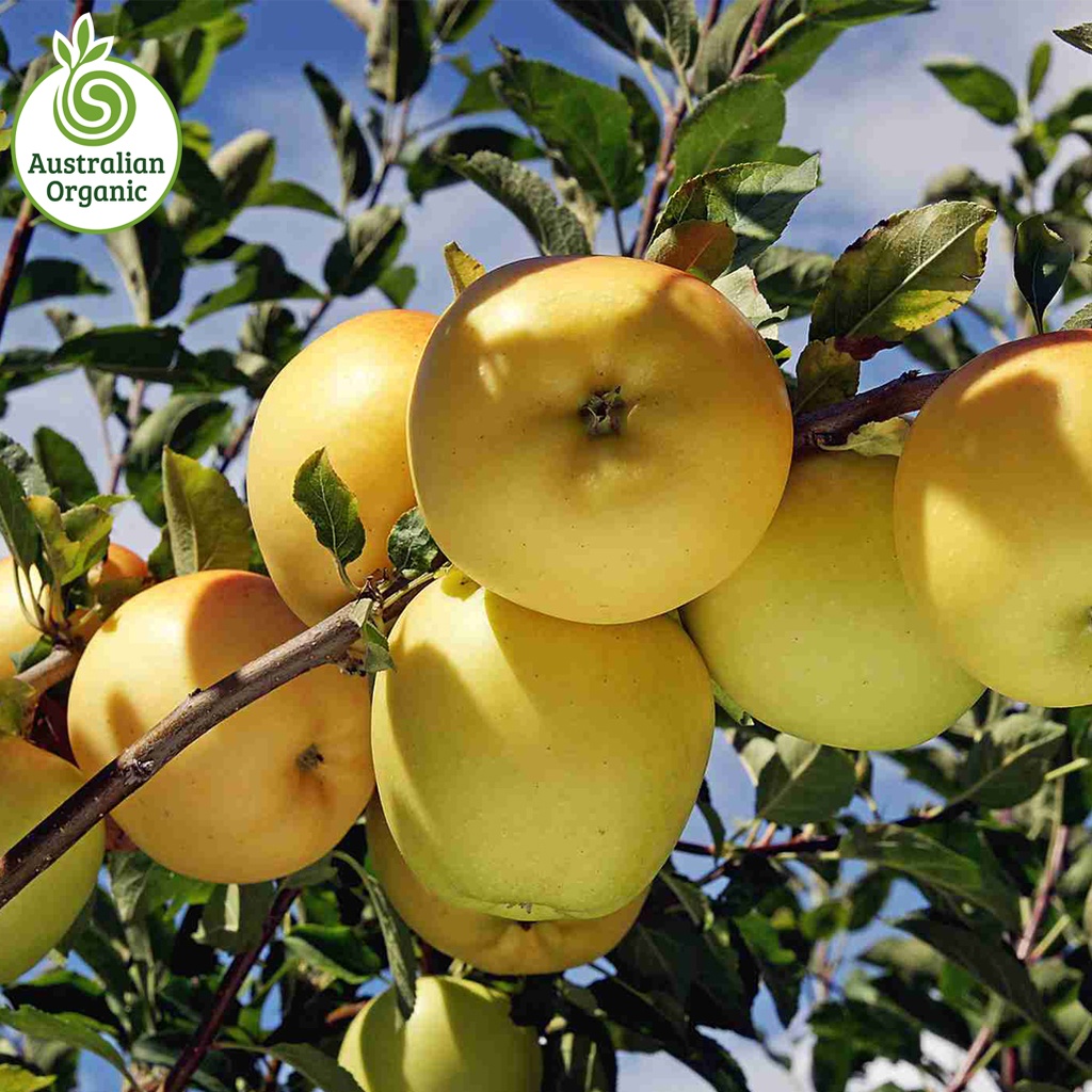 Certified Organic Apples - Golden Delicious