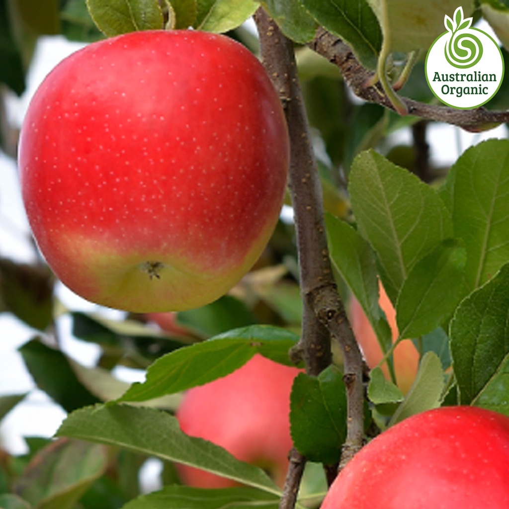 Certified Organic Apples - Jazz