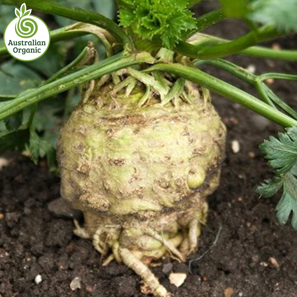 Certified Organic Celeriac Root
