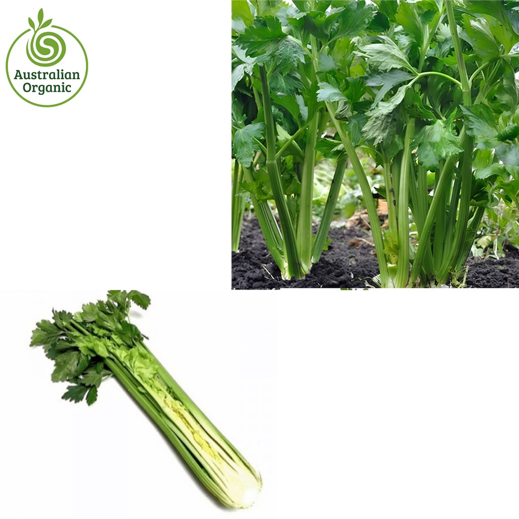 Certified Organic Celery