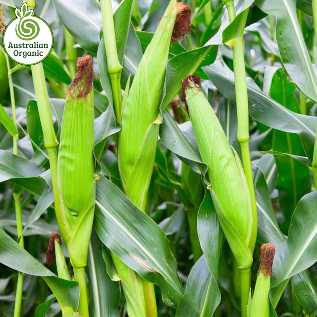 Certified Organic Corn - Golden Sweet