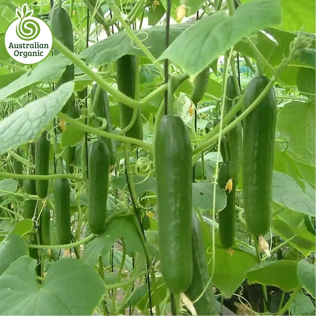 Certified Organic Cucumbers - Lebanese