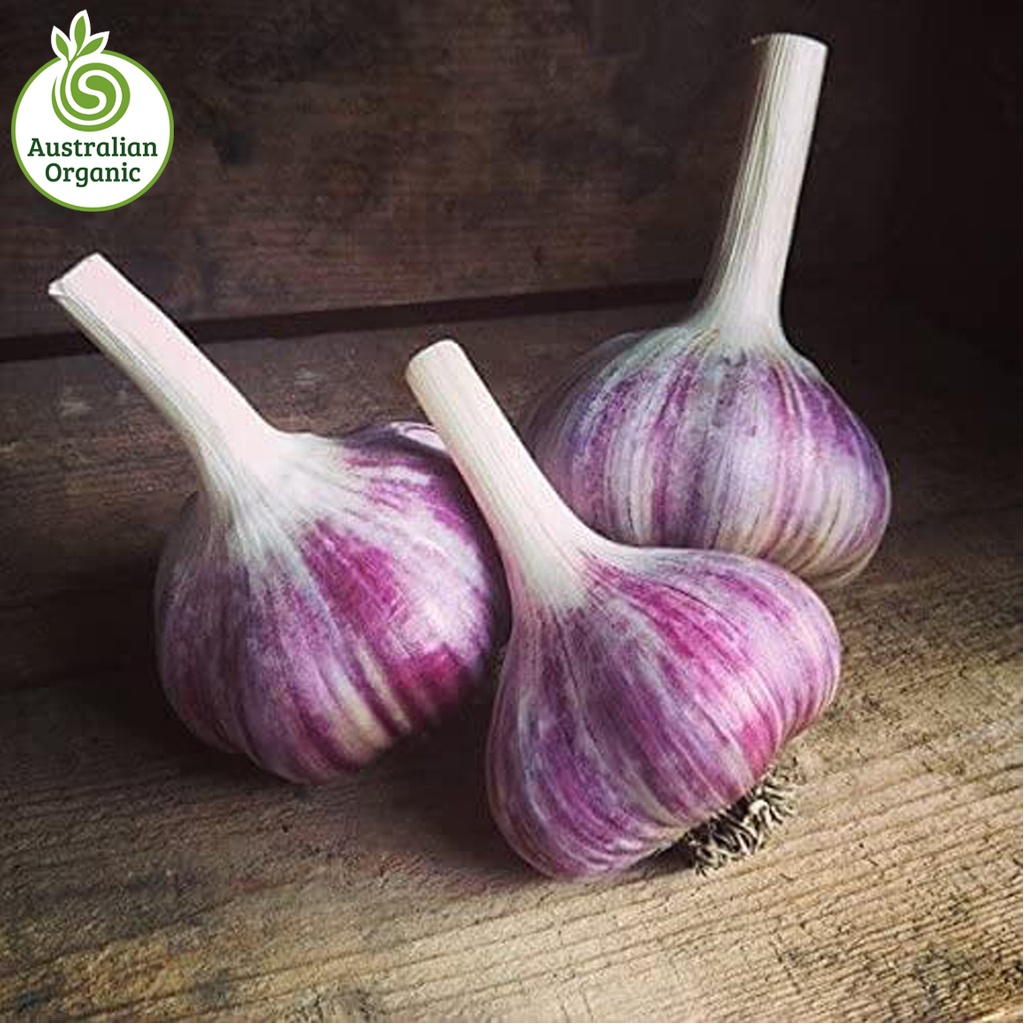 Certified Organic Garlic - Purple (Strong Flavour)
