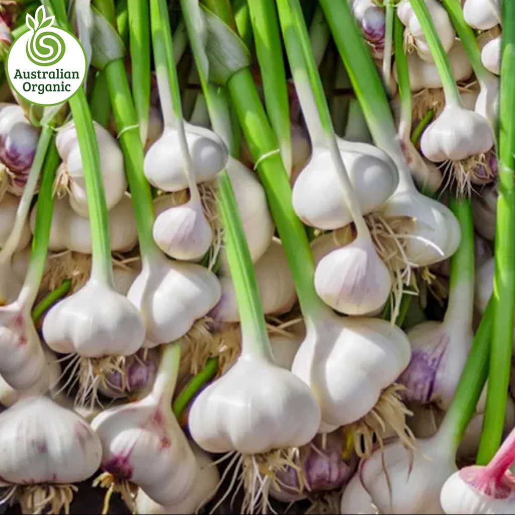 Certified Organic Garlic - White (Large Cloves/Elephant) Mild Flavour