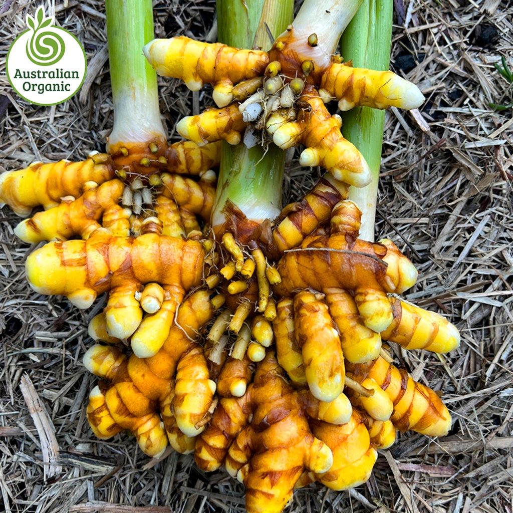 Certified Organic Ginger - Turmeric Yellow