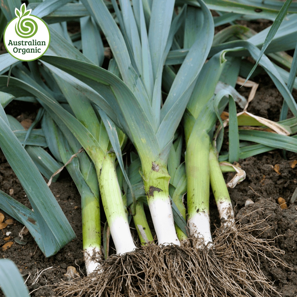 Certified Organic Leeks