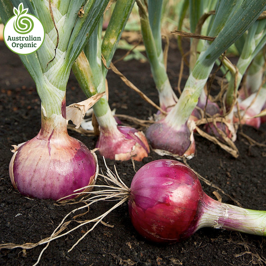 Certified Organic Onions - Red / Spanish