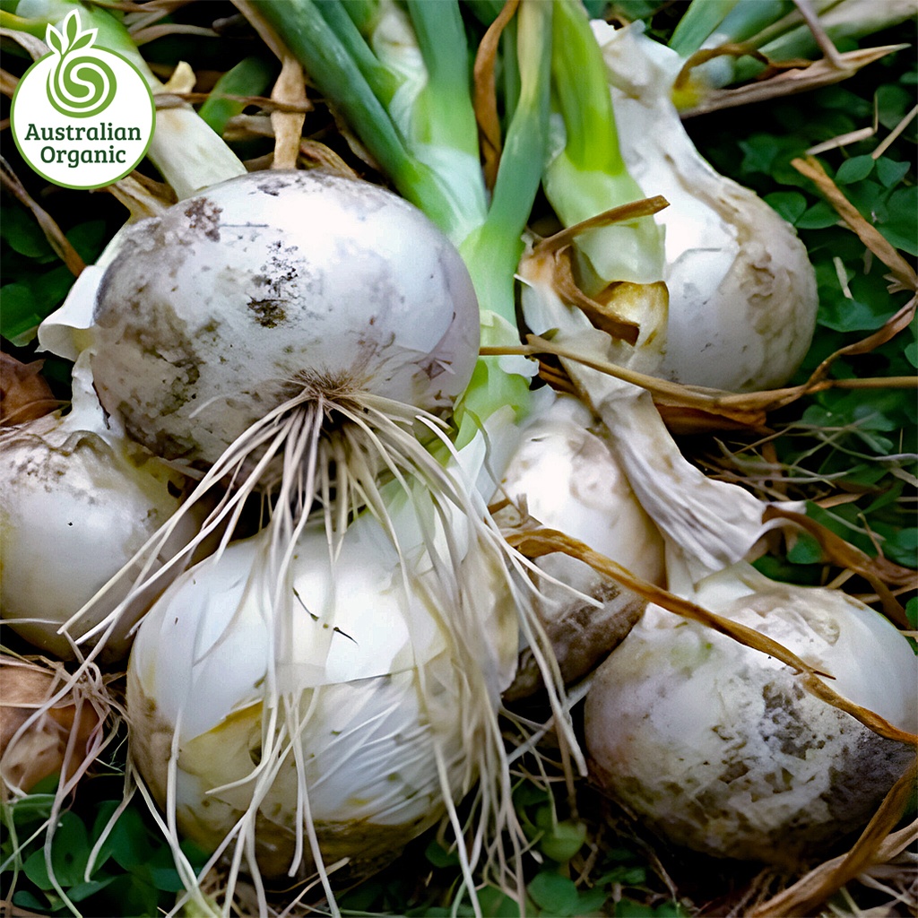 Certified Organic Onions - White