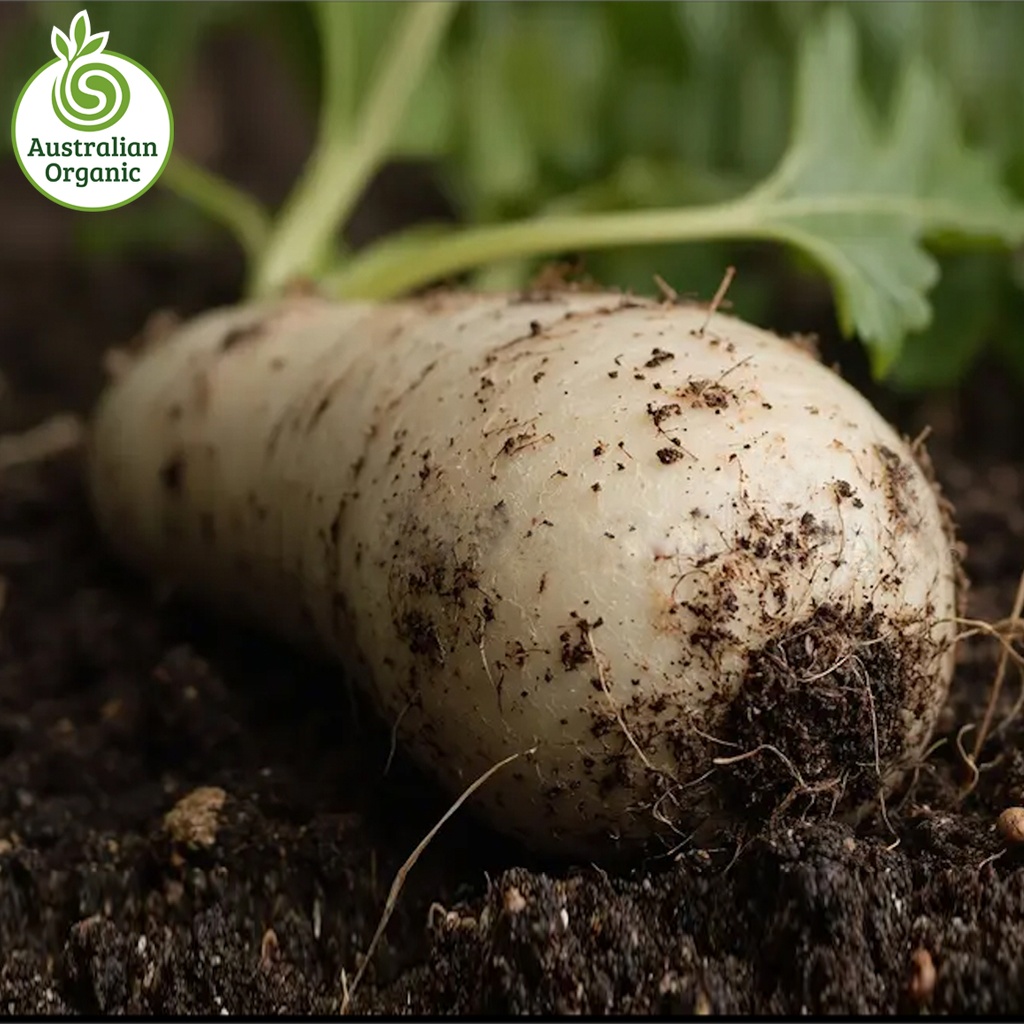 Certified Organic Parsnips