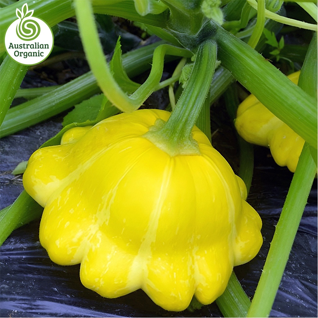 Certified Organic Squash - Yellow