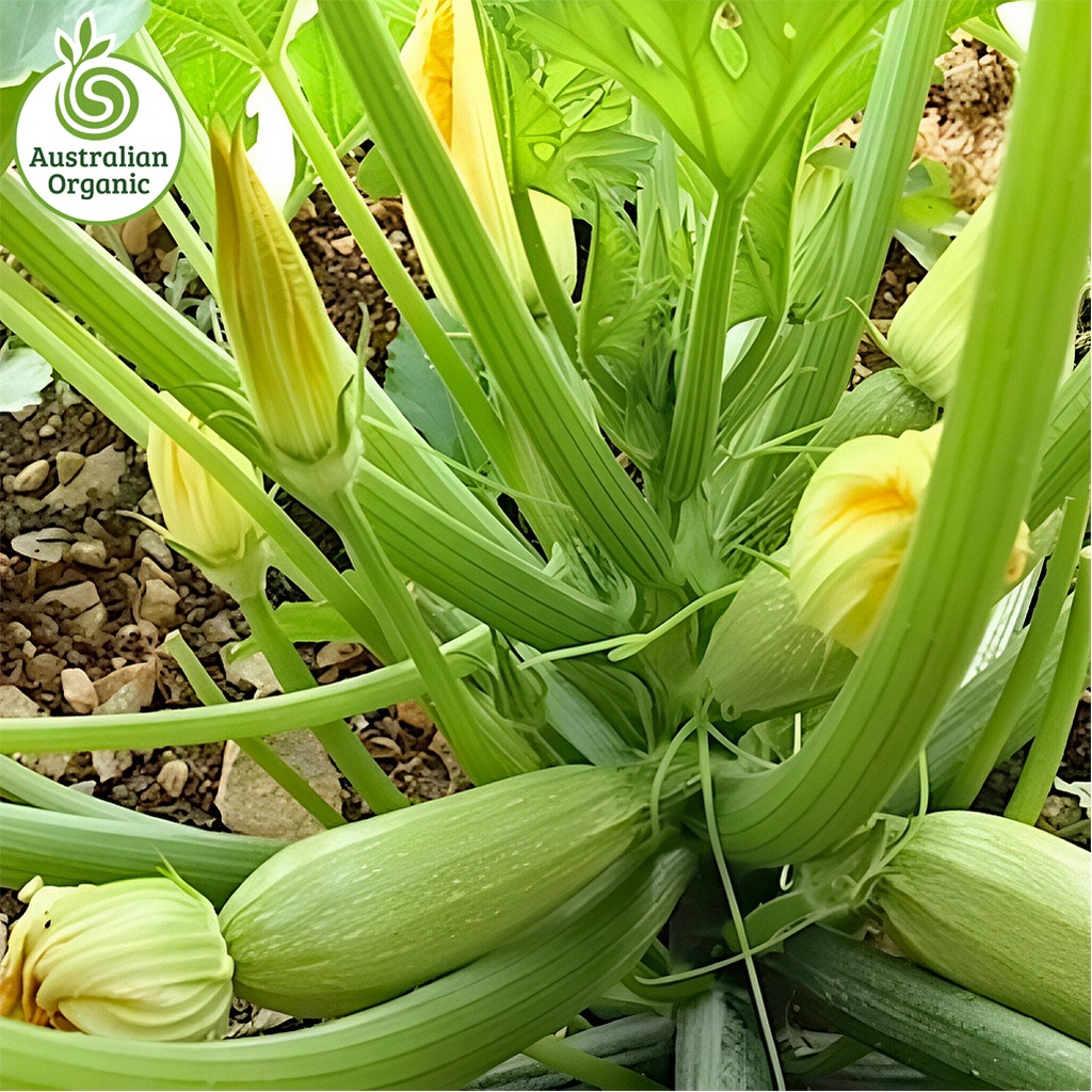 Certified Organic Zucchini Lebanese
