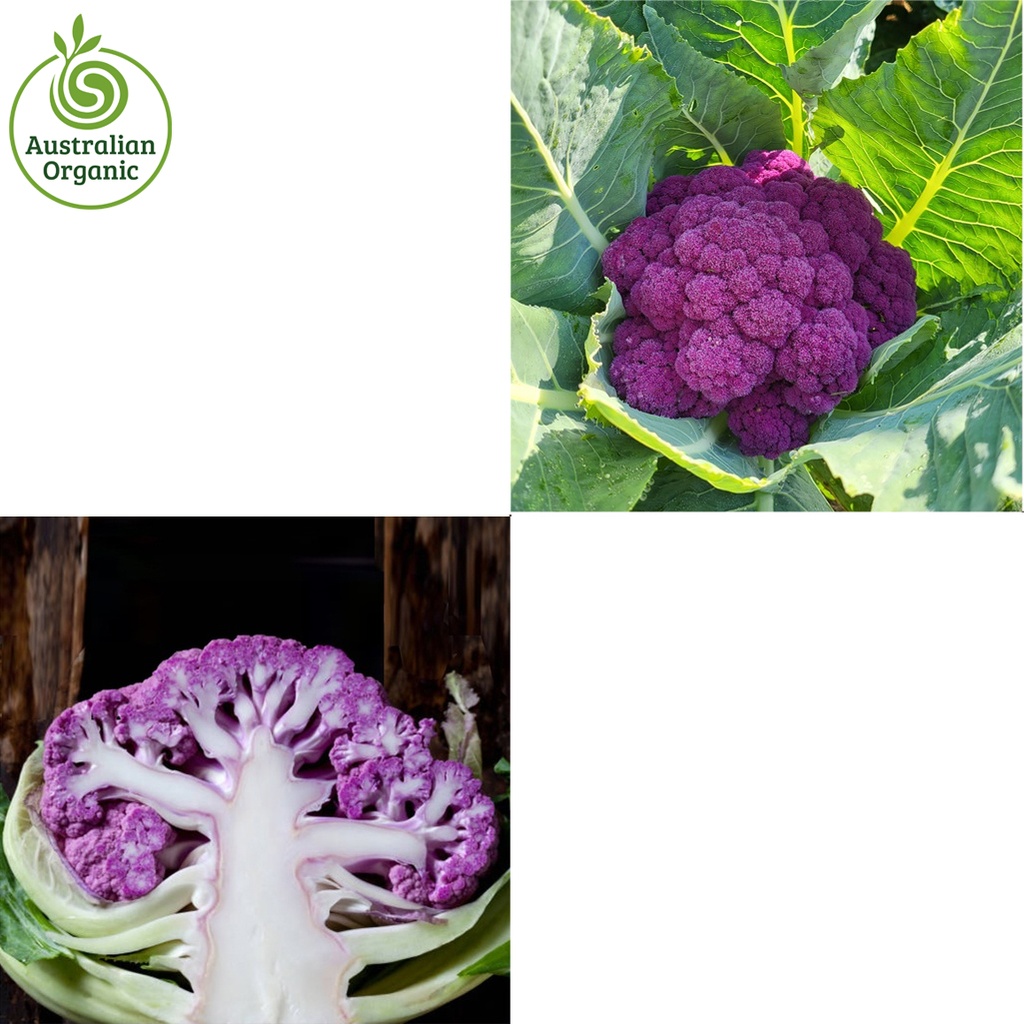 Certified Organic Cauliflower - Purple (colour may vary upon availability)