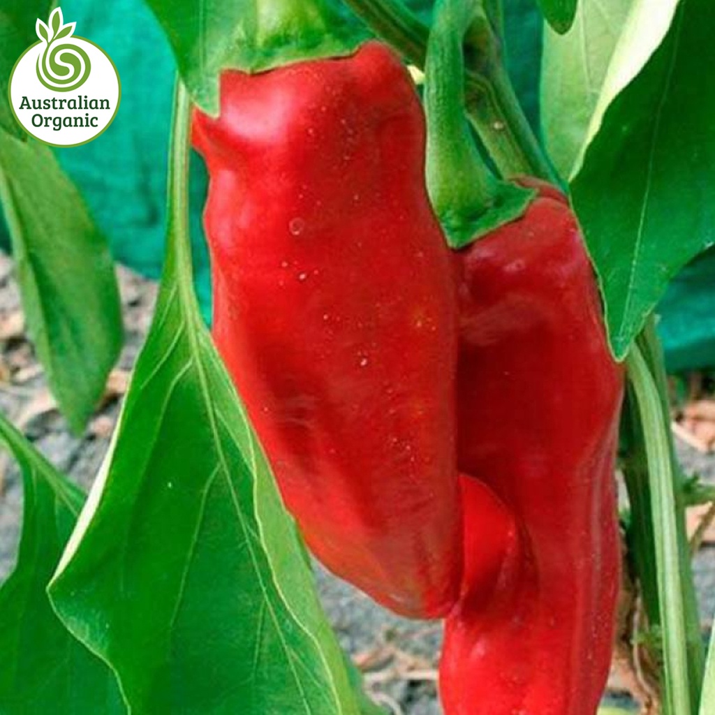 Certified Organic Capsicum - Red Bullhorn