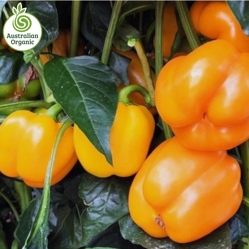 Certified Organic Capsicum - Yellow
