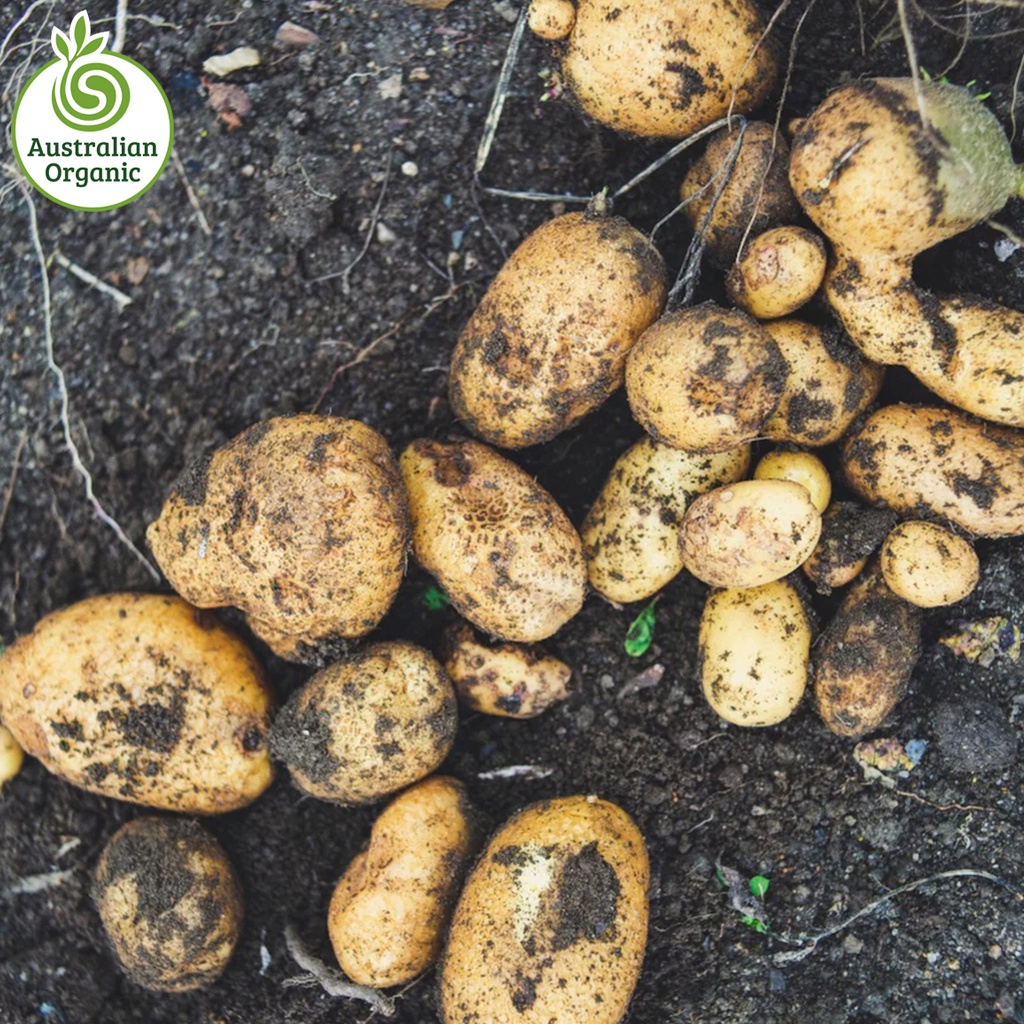 Certified Organic Potatoes - Dutch Creams