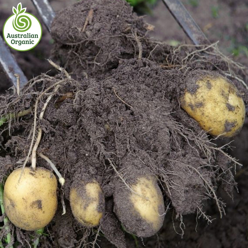 Certified Organic Potatoes - Dutch Creams Chats