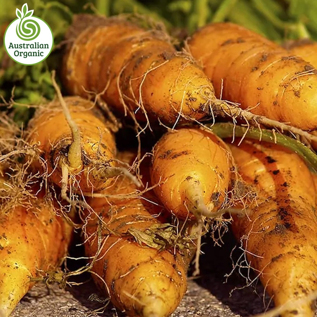 Certified Organic Carrots - Juicing