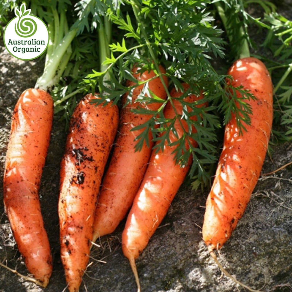 Certified Organic Carrots - Medium