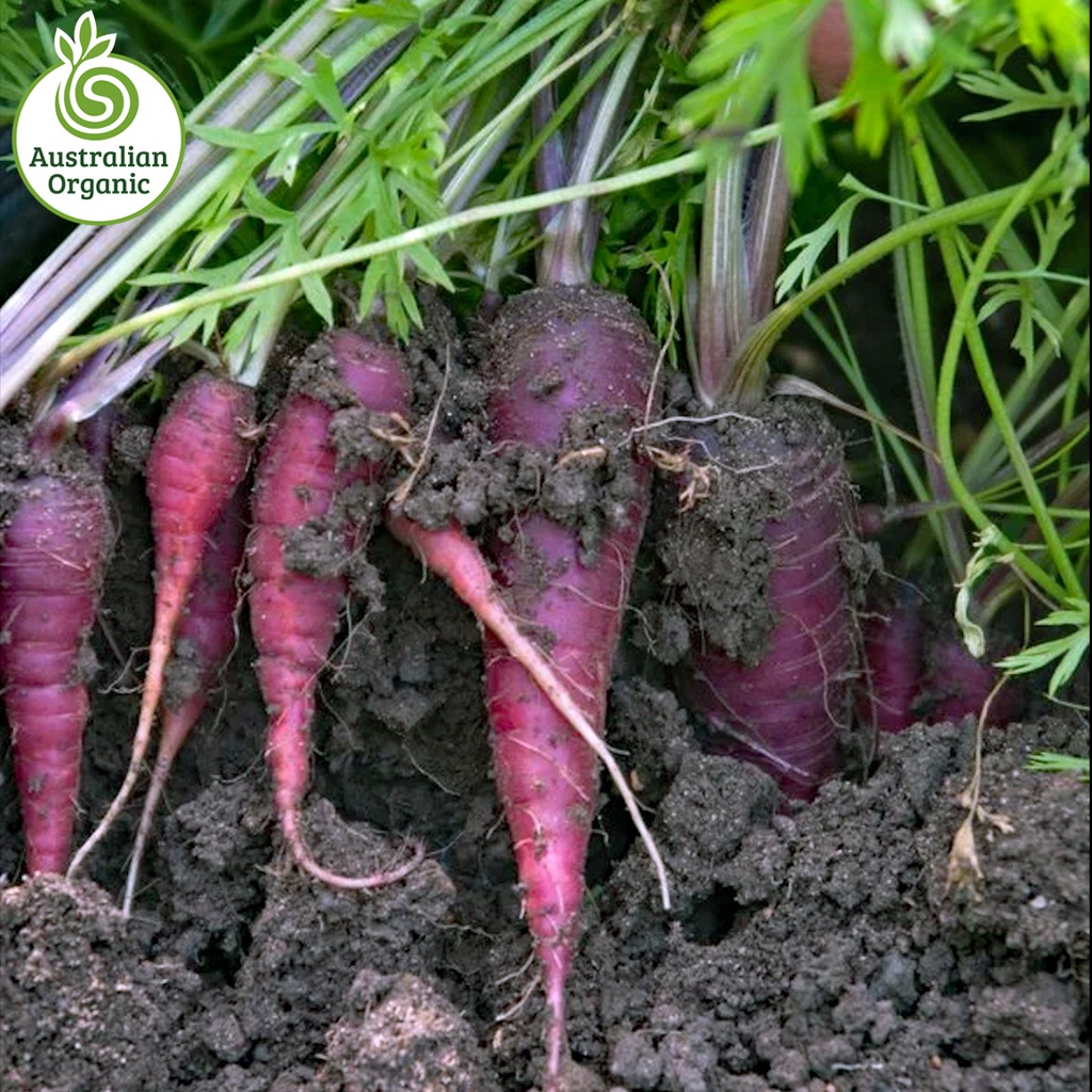 Certified Organic Carrots - Purple