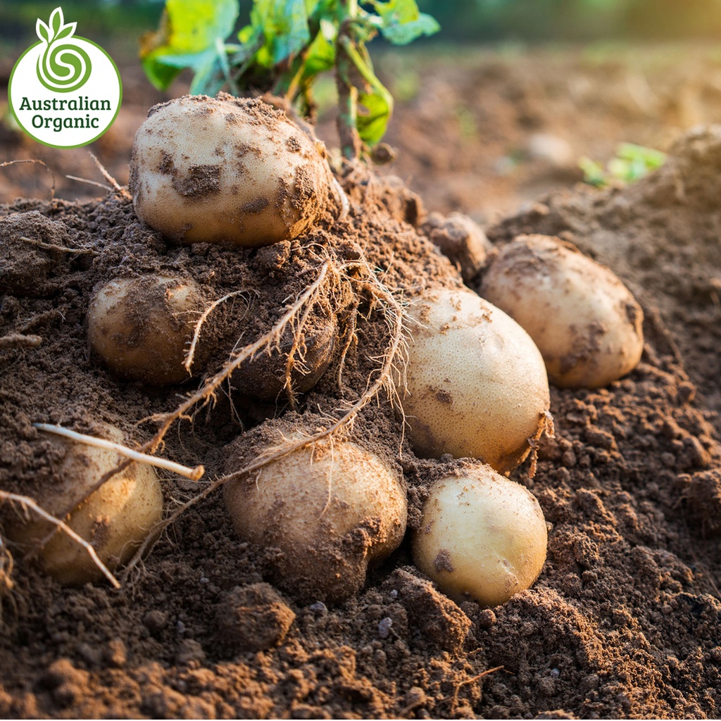 有机土豆 - 菲德里亚