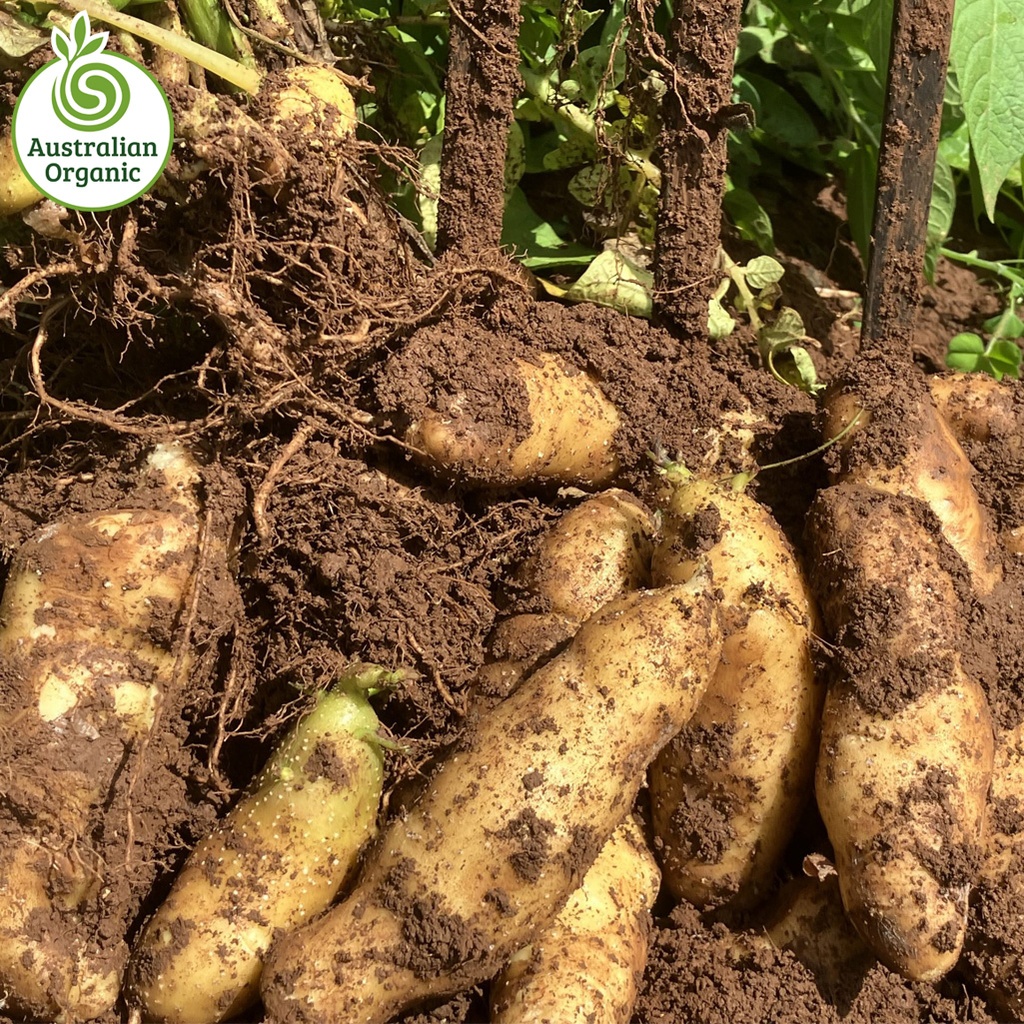 Certified Organic Potatoes - Kipfler
