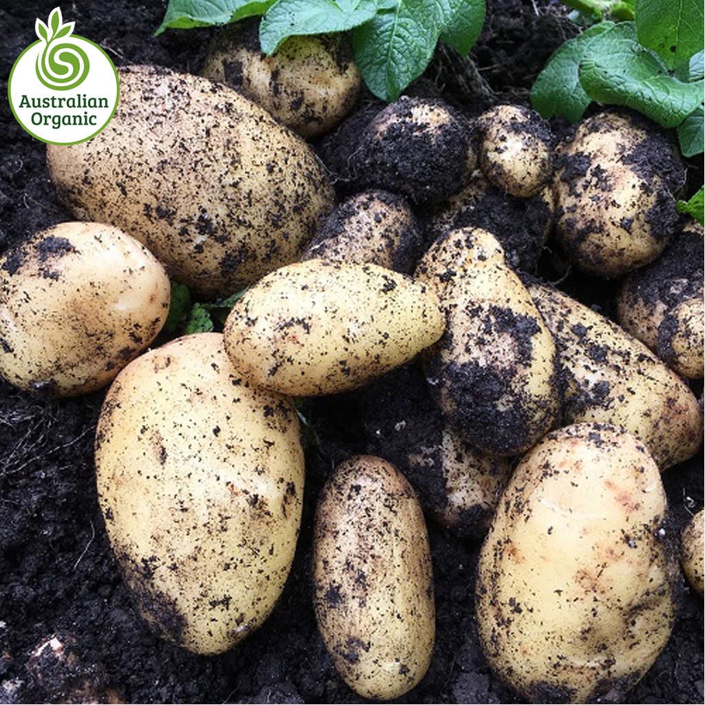 Certified Organic Potatoes - Nicola