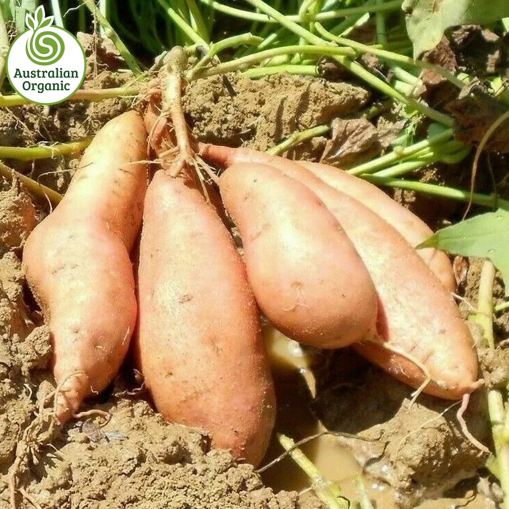 Certified Organic Potatoes - Sweet Gold Large