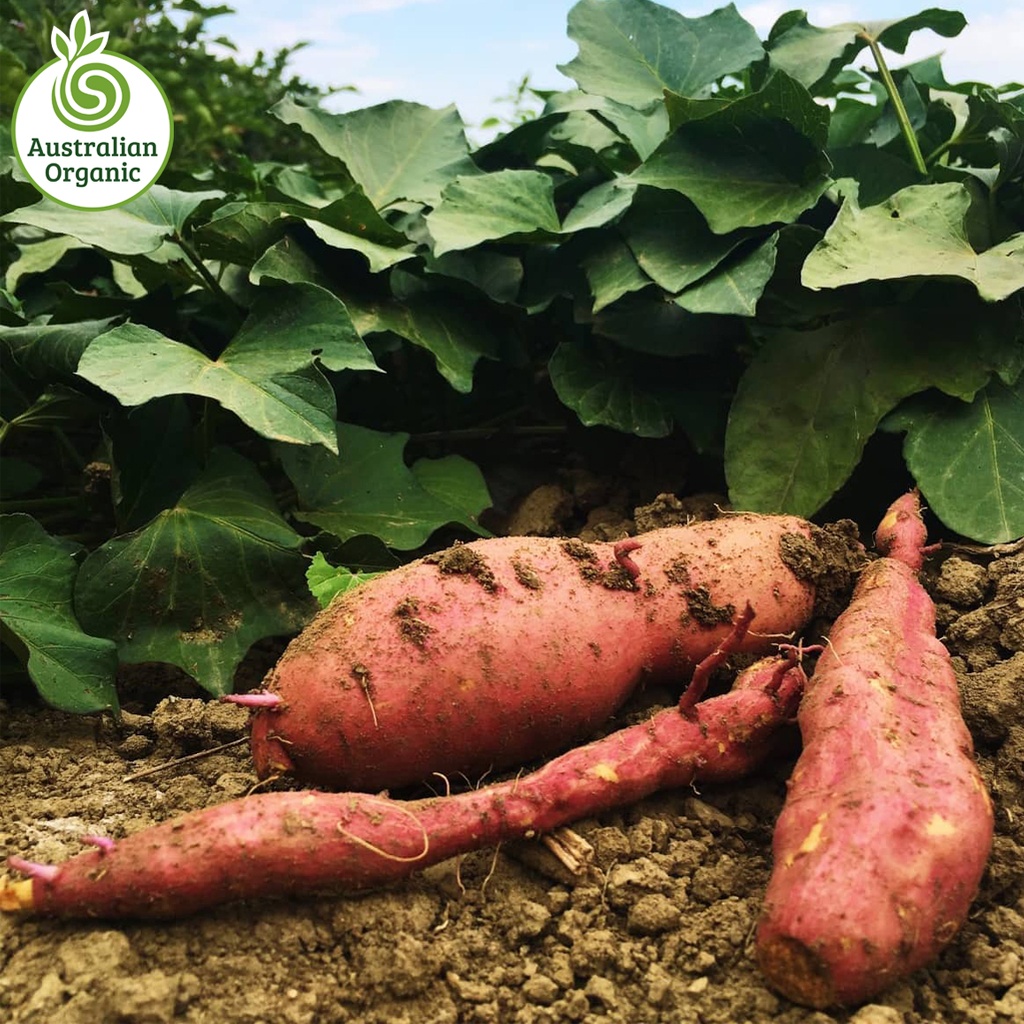 Certified Organic Potatoes - Sweet Gold Medium