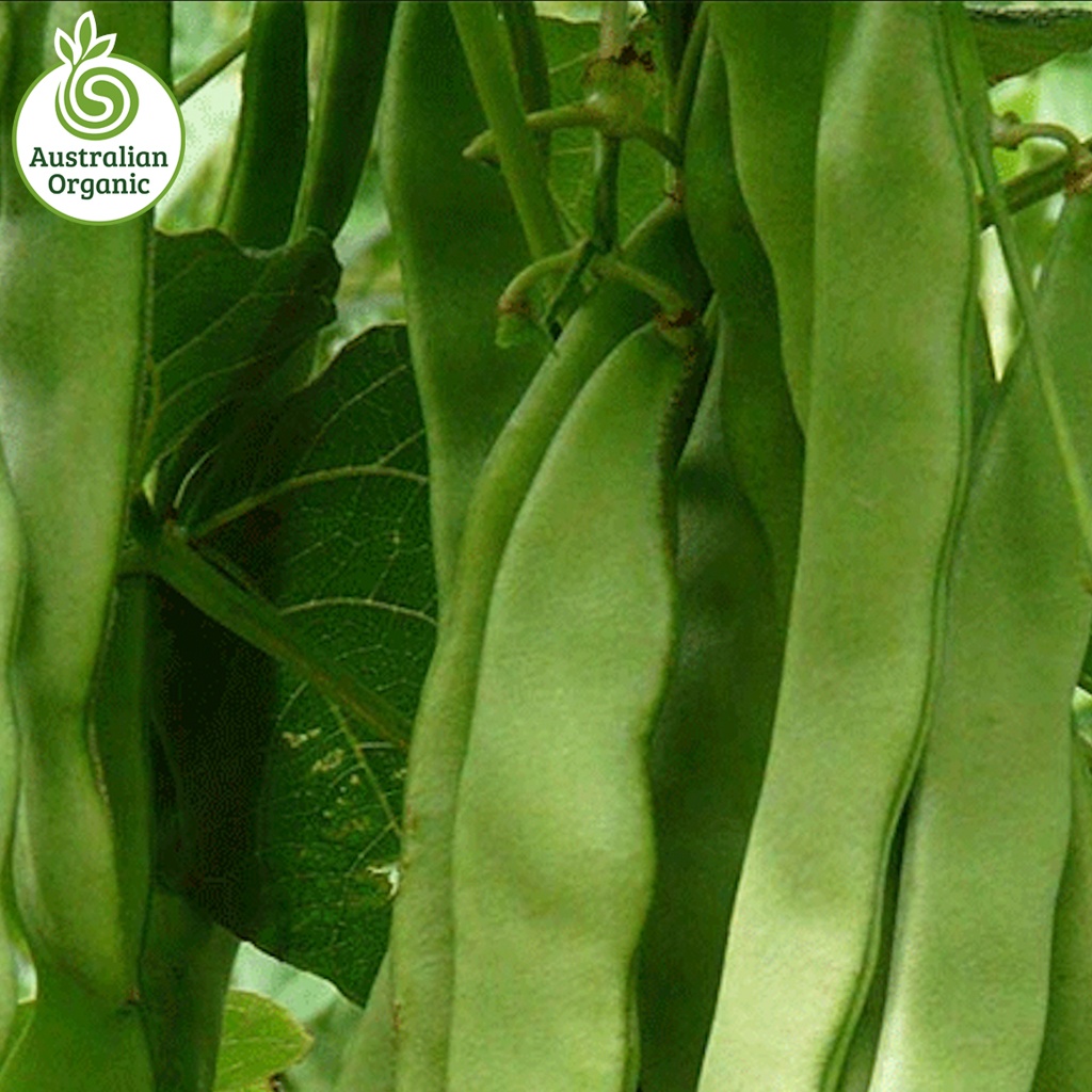 Certified Organic Beans - Flat Green