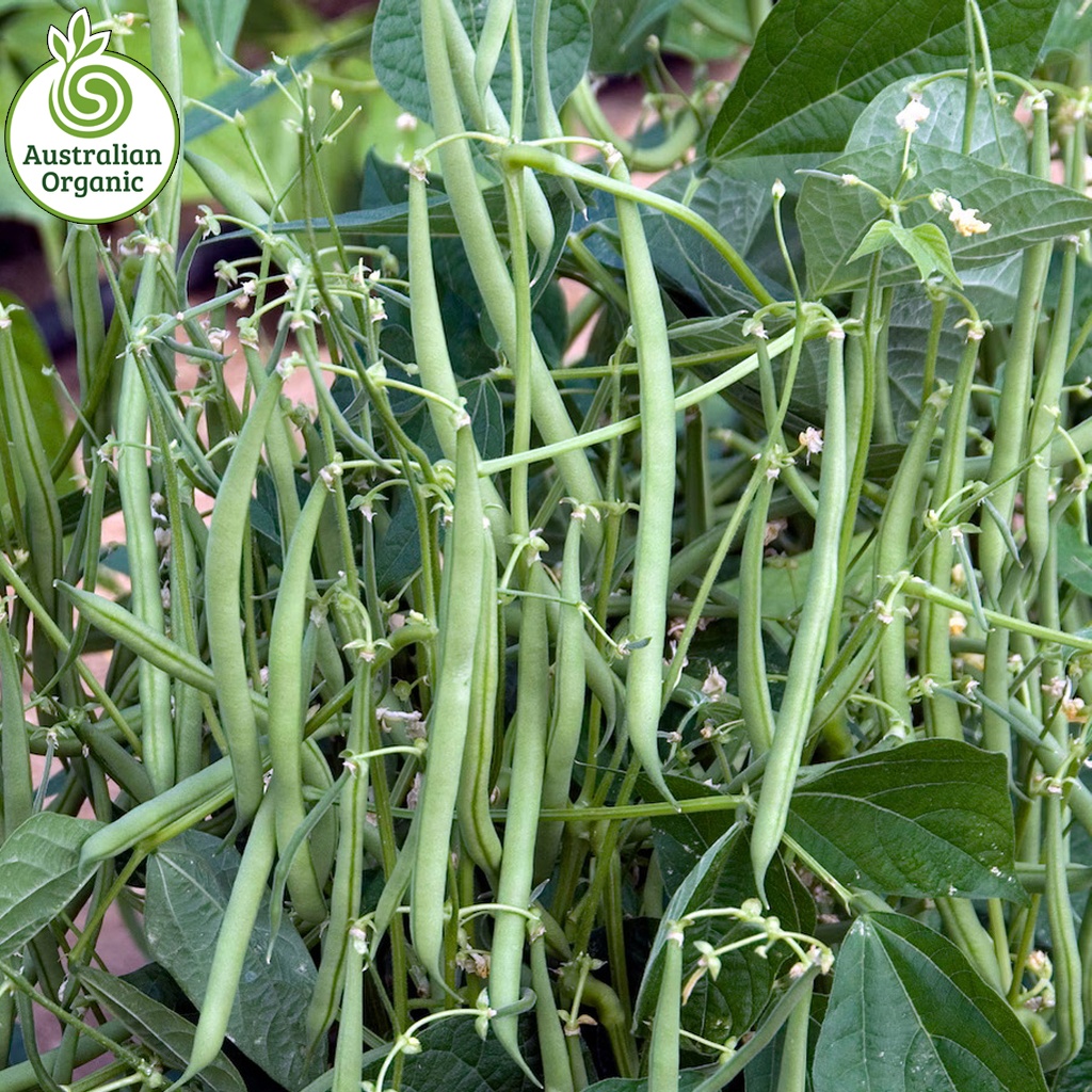 Certified Organic Beans - Round Green