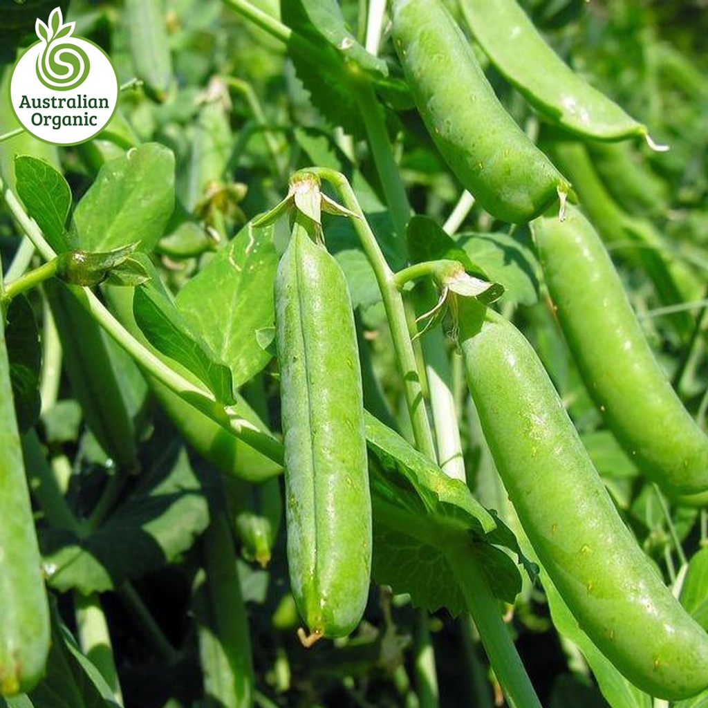Certified Organic Peas - Green