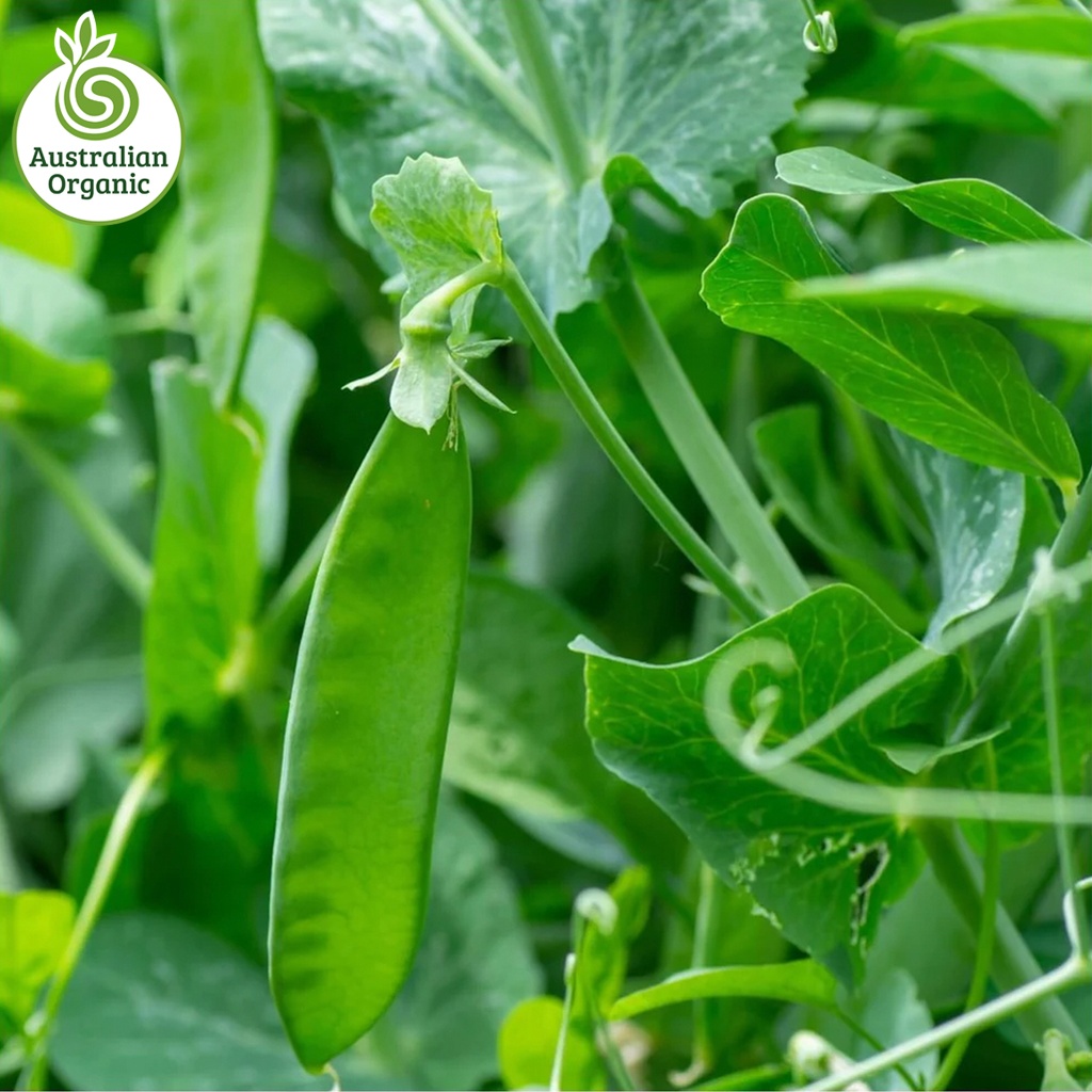 Certified Organic Peas - Snow