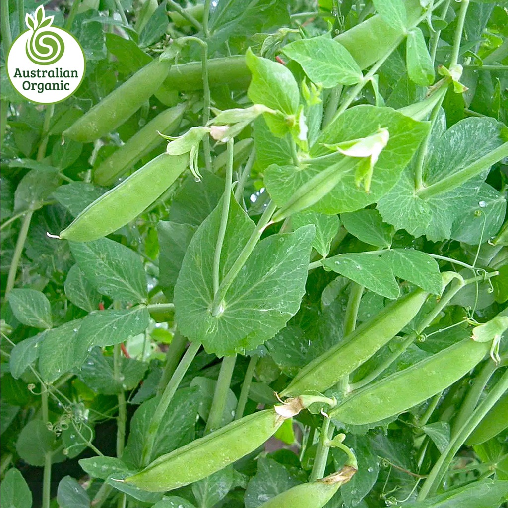 Certified Organic Peas - Sugar Snap