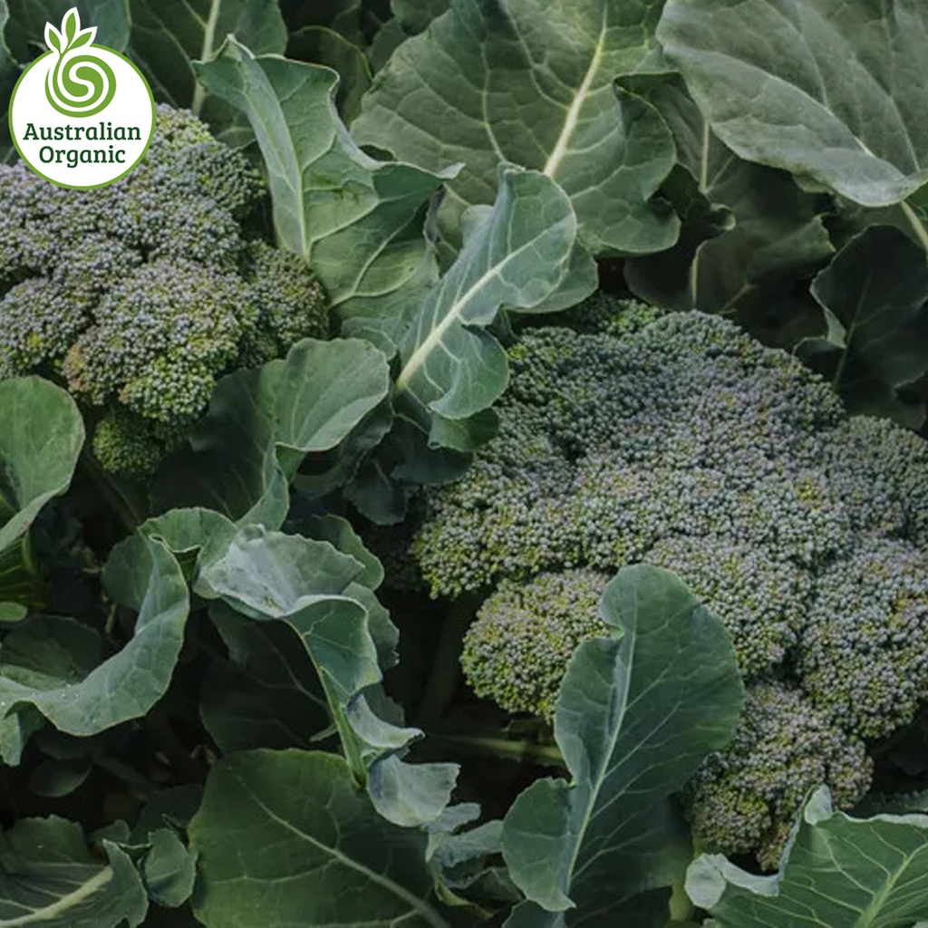 Certified Organic Broccoli