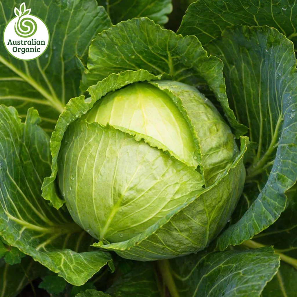 Certified Organic Cabbage - Green