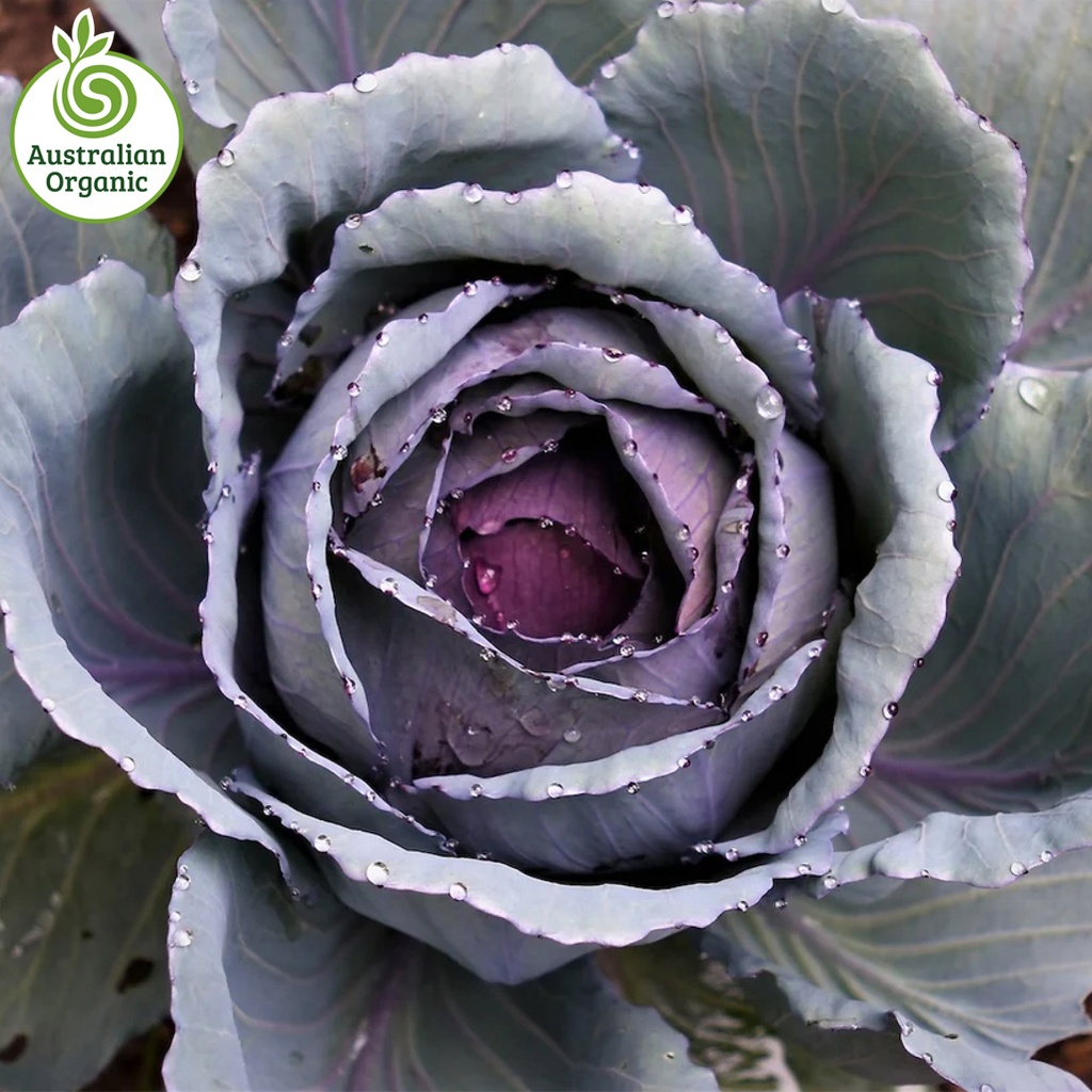 Certified Organic Cabbage - Red